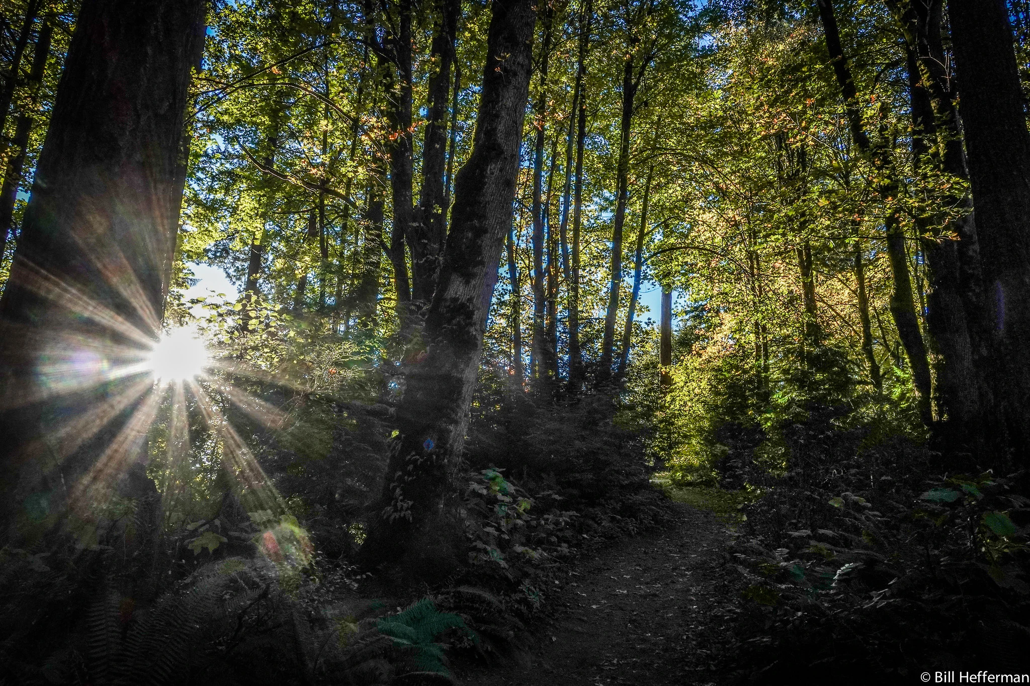 Forest park light beam